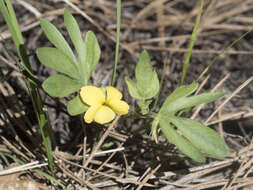 Image of pine violet