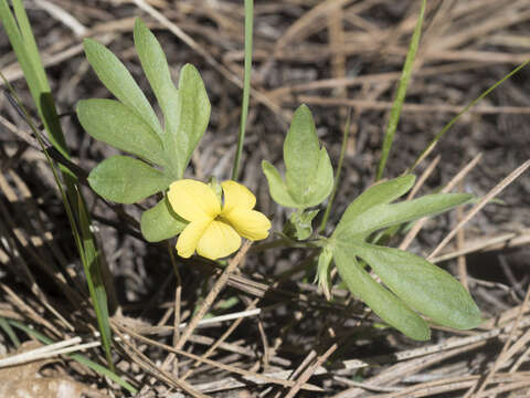 Image of pine violet