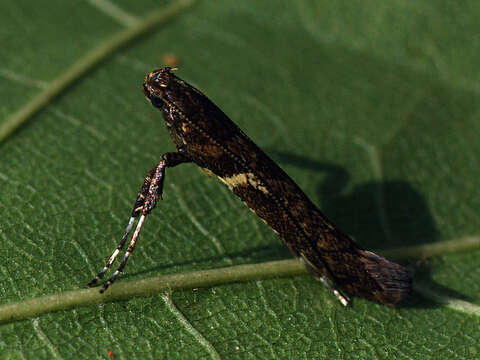 Image of Caloptilia jurateae Bentsson 2010