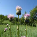 Klasea radiata subsp. tanaitica (P. A. Smirn.) L. Martins resmi