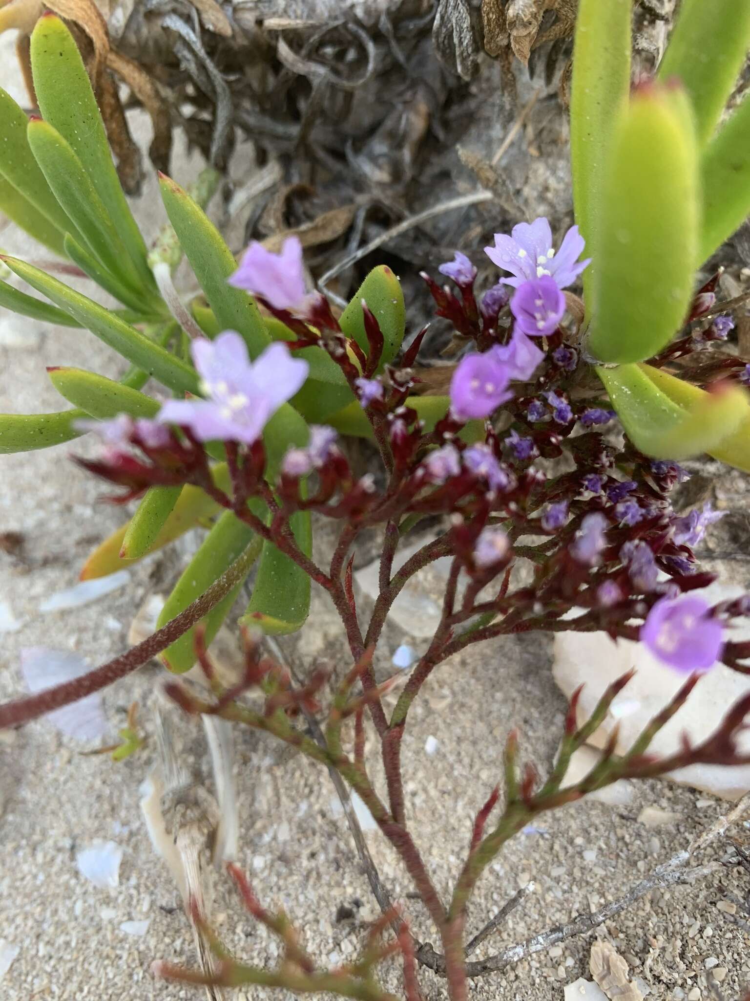 Image of Limonium scabrum var. scabrum