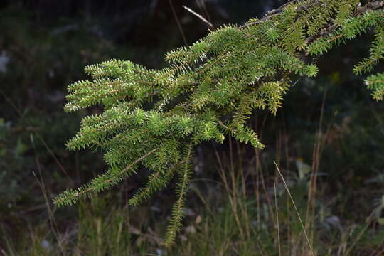 Image of Spanish Fir