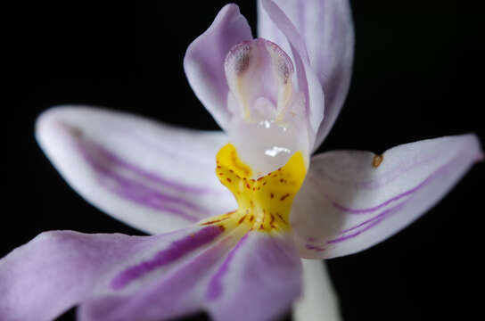 Слика од Brachycorythis pumilio (Lindl.) Rchb. fil.