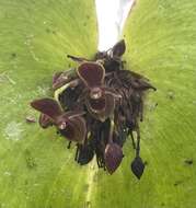 Image of Pleurothallis trachysepala Kraenzl.