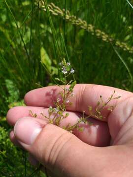 Слика од Veronica anagalloides Guss.