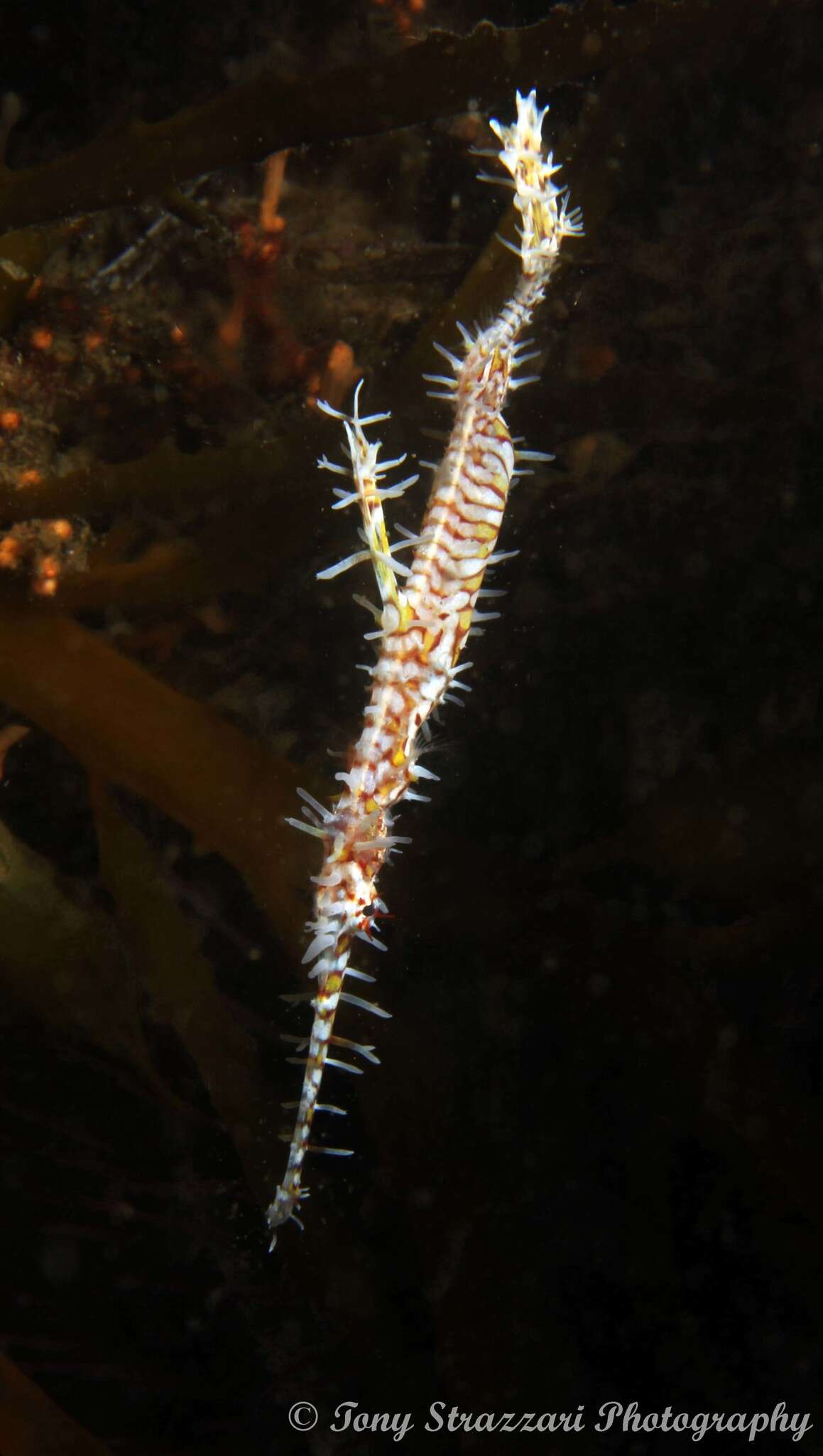 Image of Ornate ghost pipefish