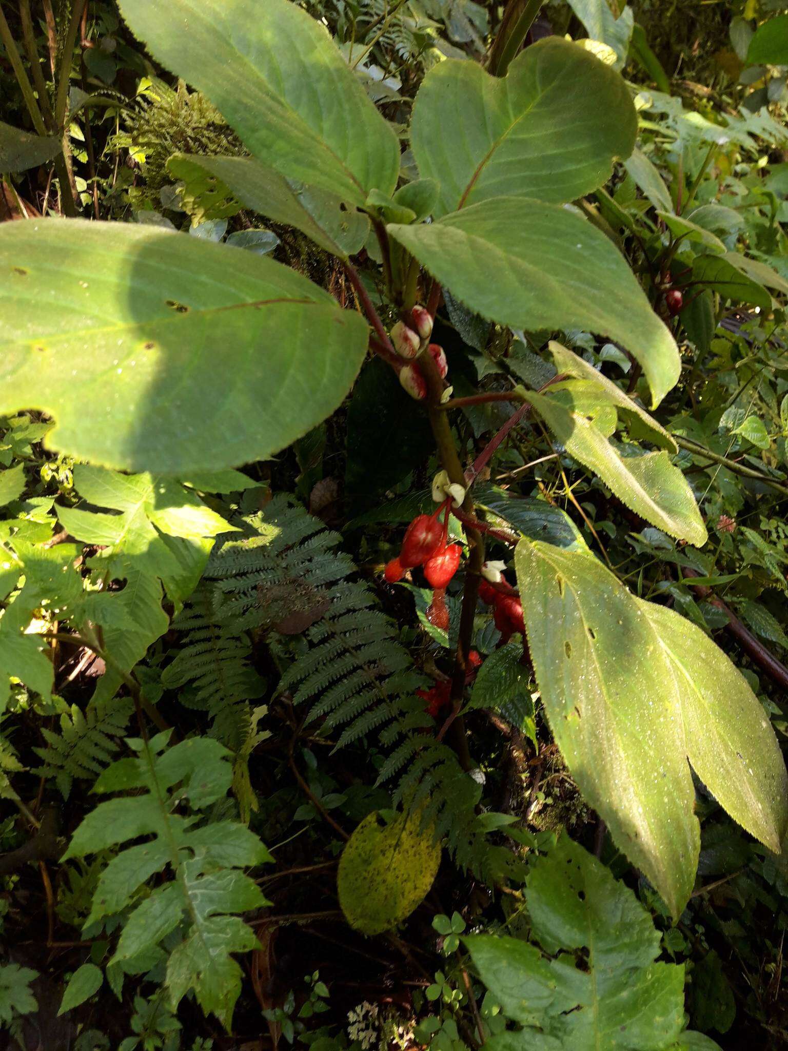 Image of Glossoloma oblongicalyx (J. L. Clark & L. E. Skog) J. L. Clark