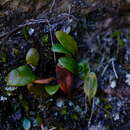 Image de Elaphoglossum conforme (Sw.) Schott