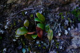 Plancia ëd Elaphoglossum conforme (Sw.) Schott