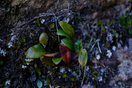 Imagem de Elaphoglossum conforme (Sw.) Schott