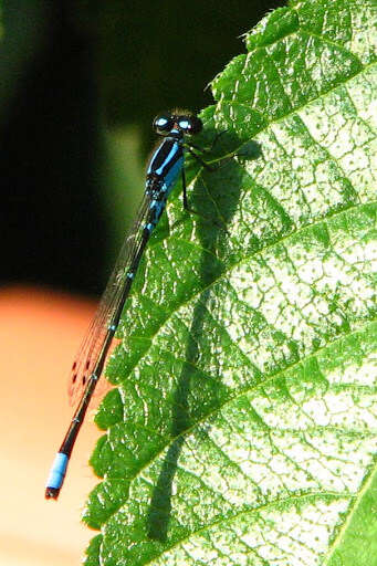 Image of Skimming Bluet