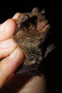 Image of Cave Myotis