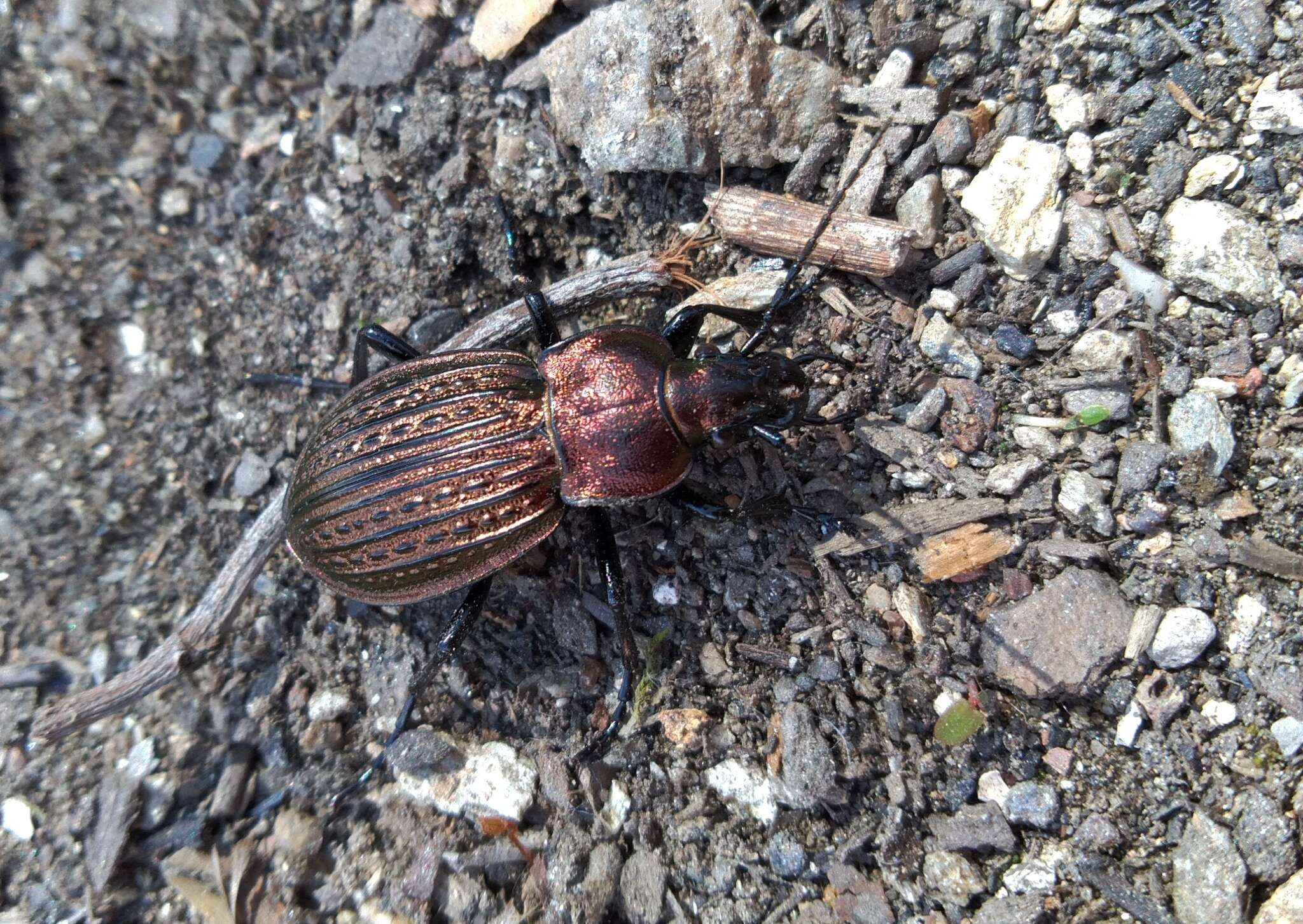 Image of Carabus (Eucarabus) ulrichii Germar 1824