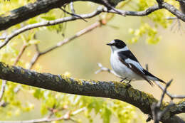 Image of Collared Flycatcher