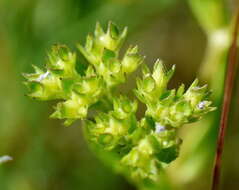 Image of Italian cornsalad