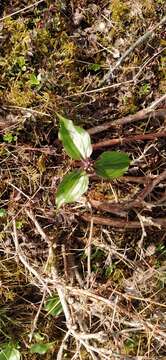 Imagem de Trillium govanianum Wall. ex D. Don