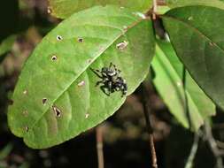 Phidippus otiosus (Hentz 1846)的圖片