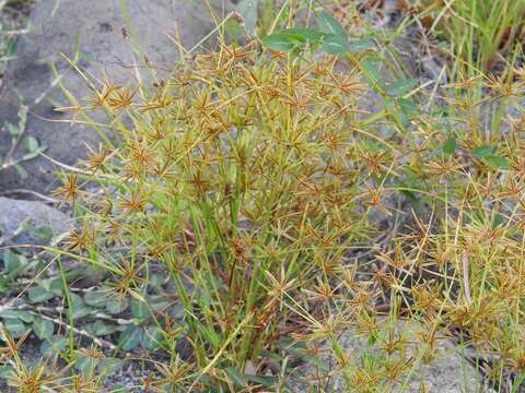 Image of Foothill Flat Sedge