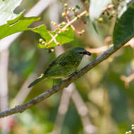 صورة Ixothraupis punctata (Linnaeus 1766)