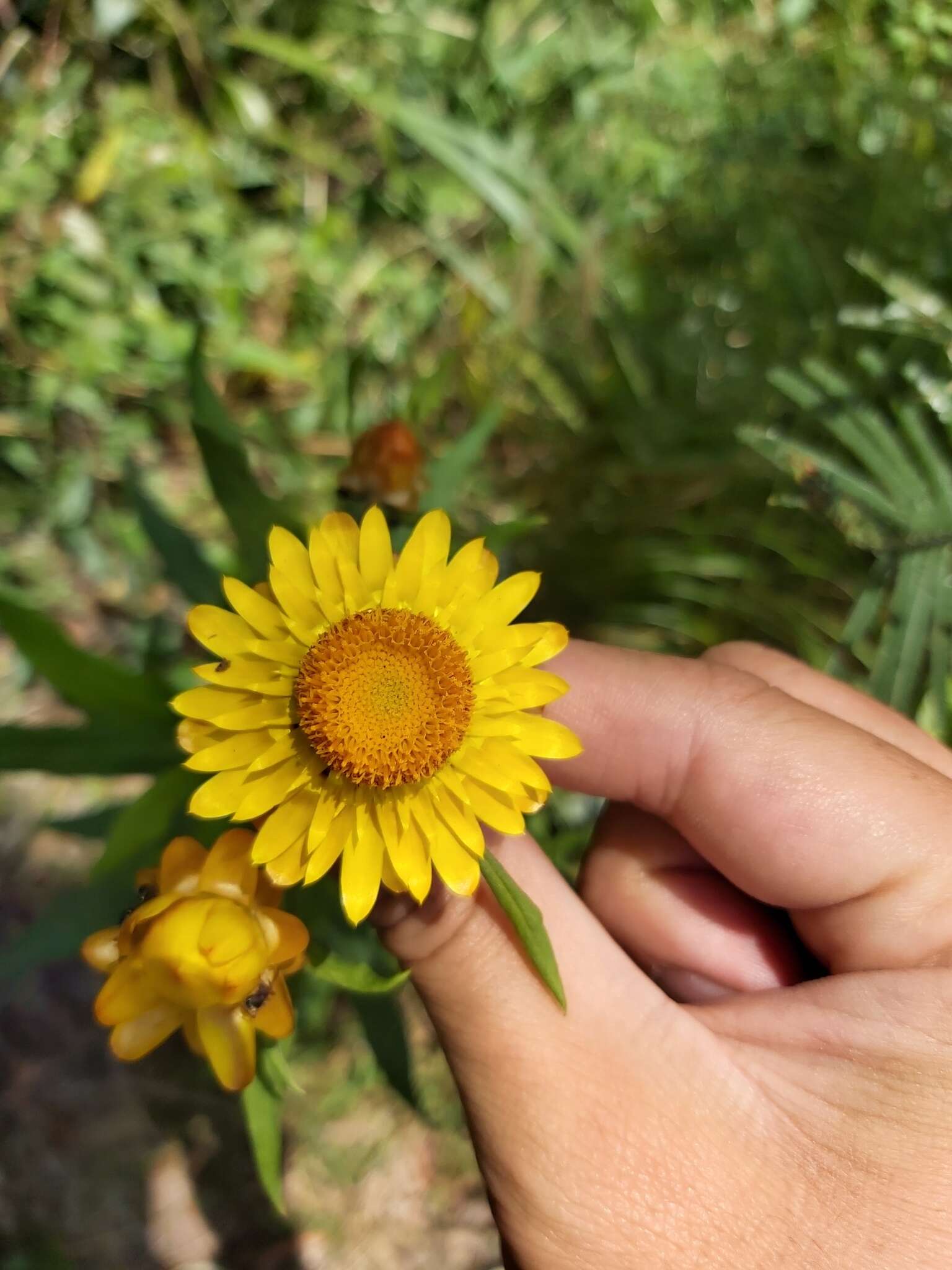 Image of Xerochrysum bracteatum (Vent.) Tzvelev