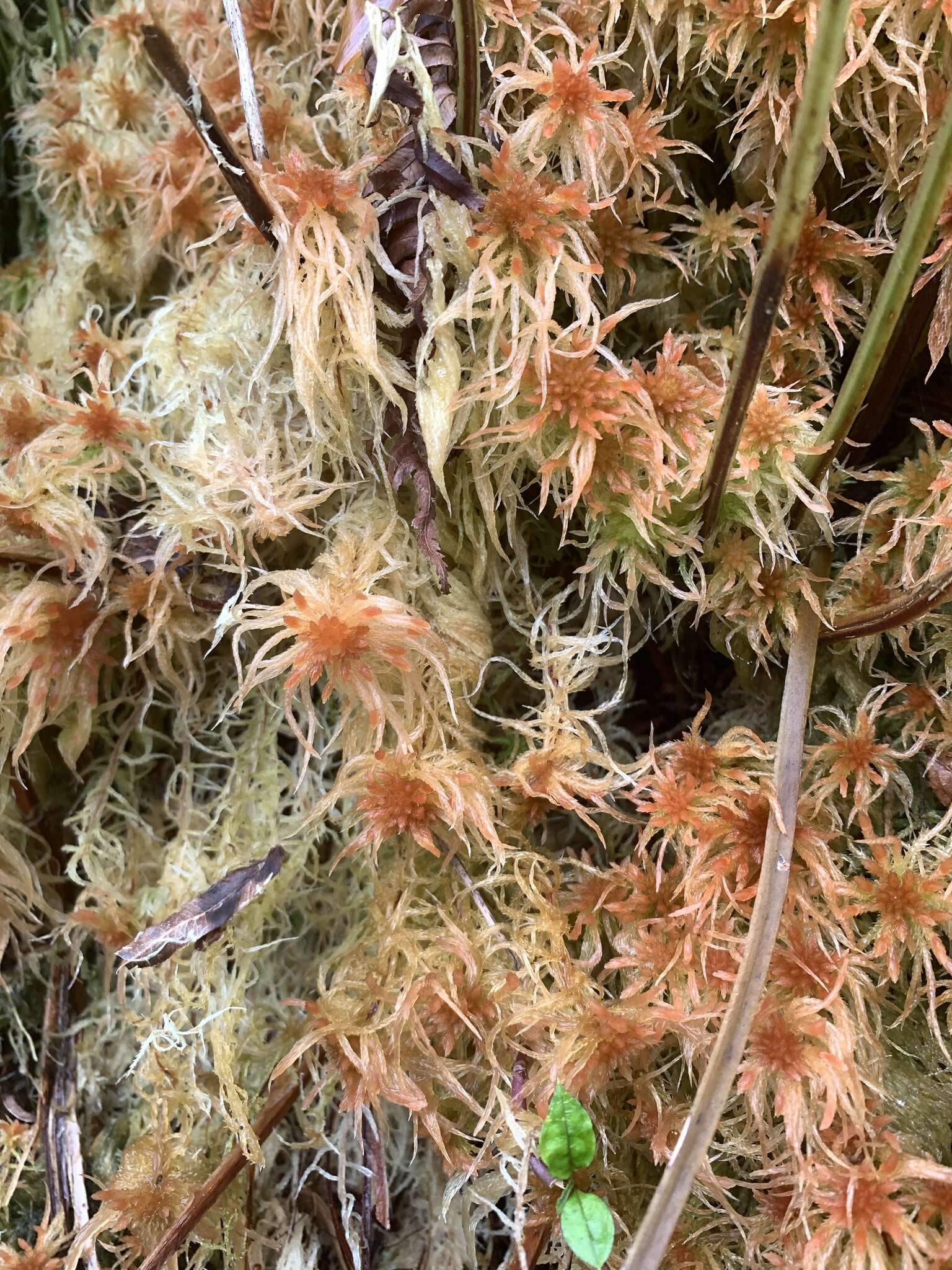 Sphagnum junghuhnianum Dozy & Molkenboer 1854的圖片