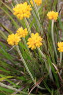 Image of Conostylis aculeata R. Br.