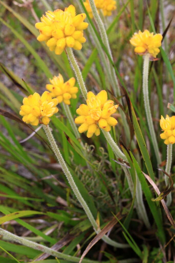 Image of Conostylis aculeata R. Br.