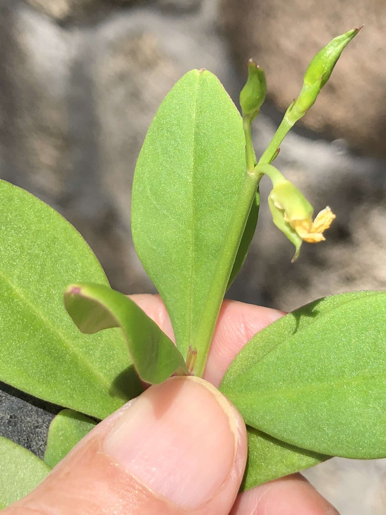 Image of Ceylon spinach