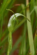 Image of Pterostylis micromega Hook. fil.