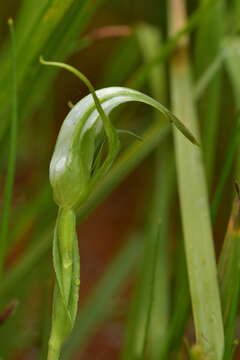 Image of Pterostylis micromega Hook. fil.