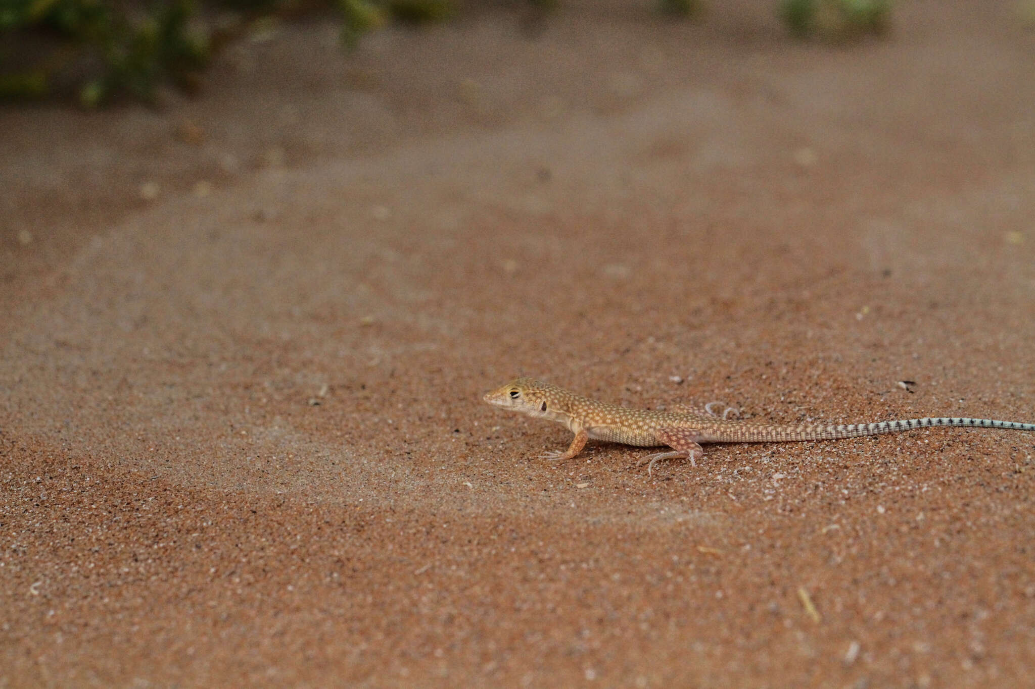 Image of Schmidt's Fringe-toed Lizard