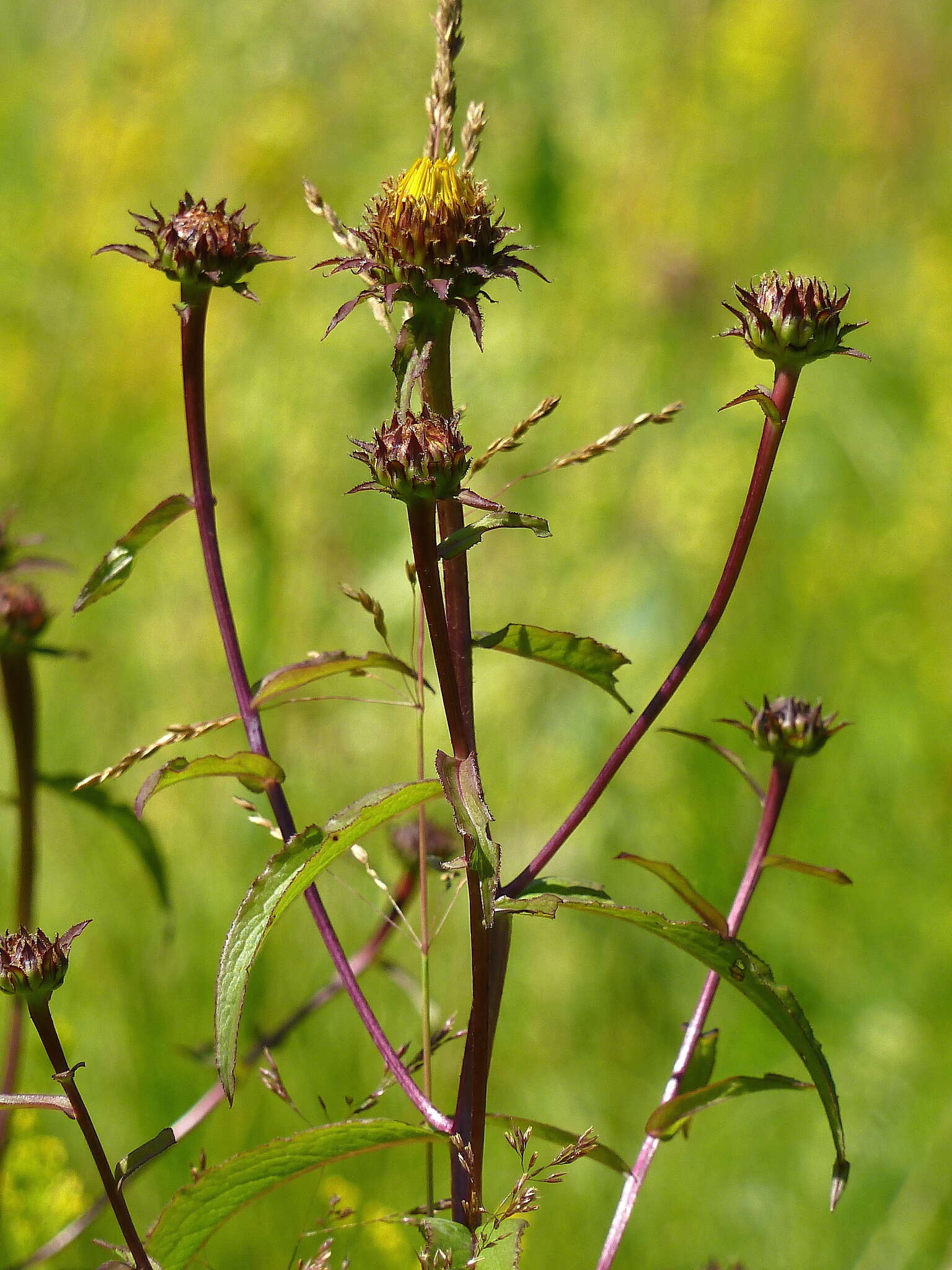 Imagem de Pentanema salicinum (L.) D. Gut. Larr., Santos-Vicente, Anderb., E. Rico & M. M. Mart. Ort.