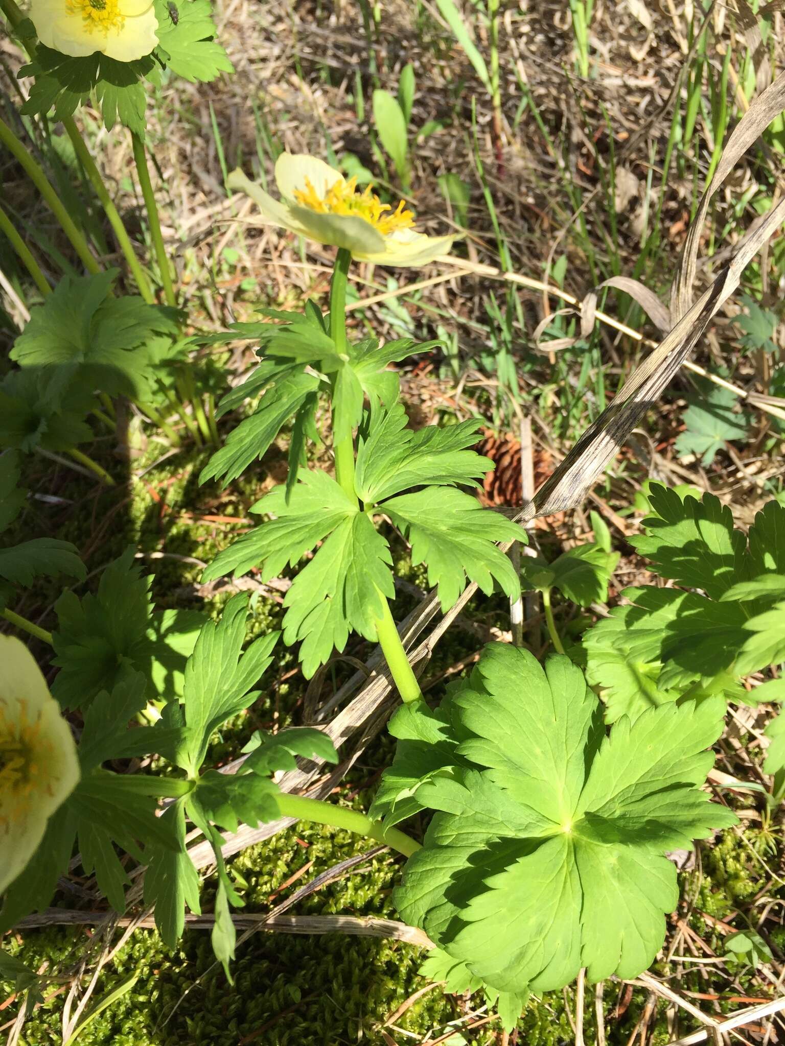 Image of American globeflower