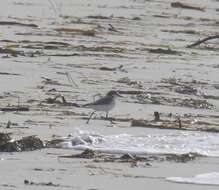 Image of Red-capped Dotterel