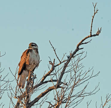 Image of Cuban Black Hawk