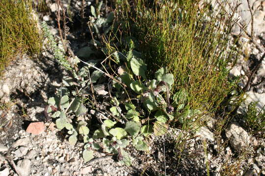 Image of Arctotis rotundifolia Lewin