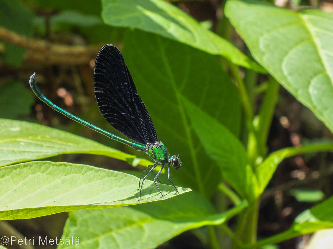 Image of Western Bluewing