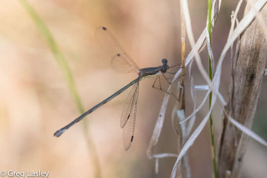 Image of Rainpool Spreadwing