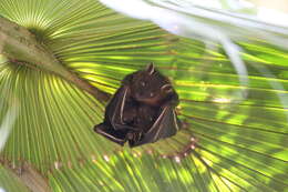 Image of greater short-nosed fruit bat
