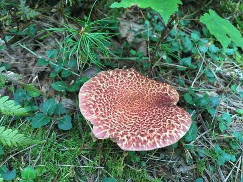 Image of Clinton’s boletus