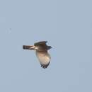 Image of Accipiter badius poliopsis (Hume 1874)