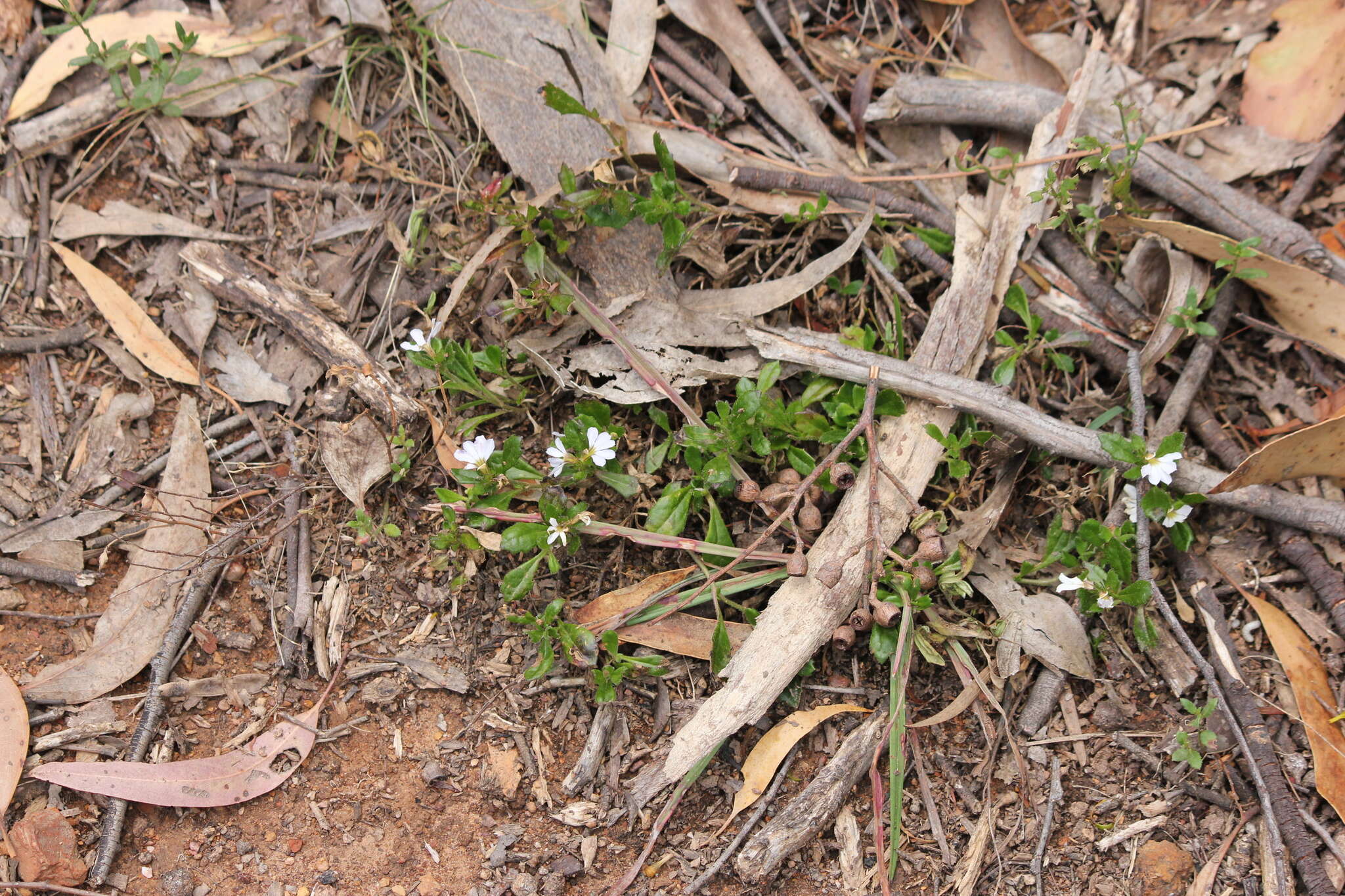 Image of Scaevola albida (Smith) Druce