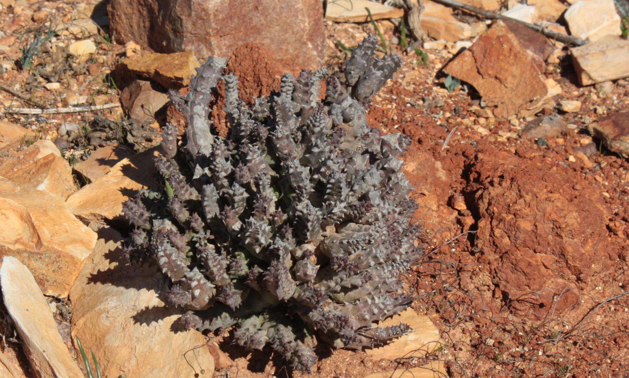 Image of Ceropegia incarnata subsp. hottentotorum (N. E. Br.) Bruyns