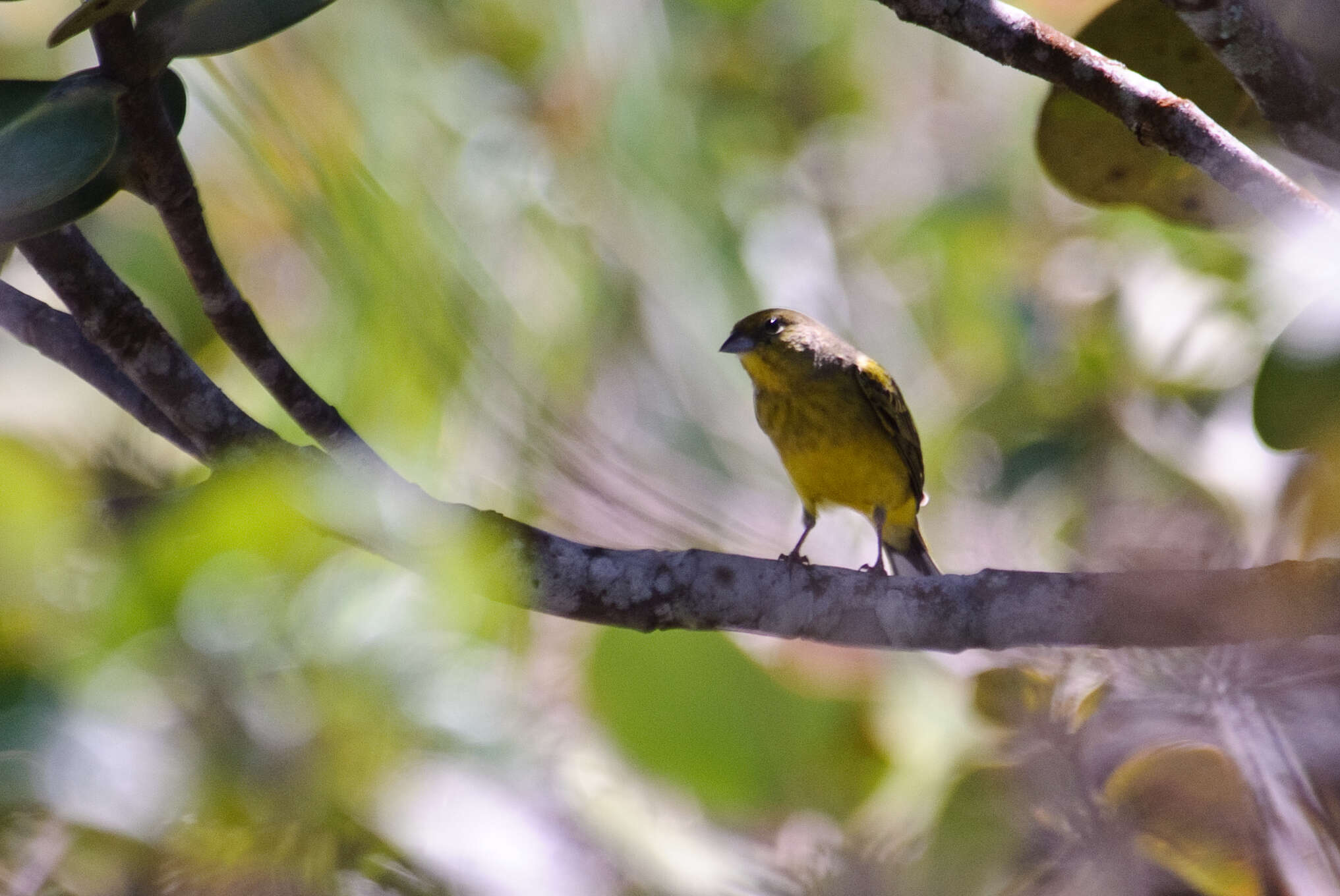 Image of Stripe-tailed Yellow Finch