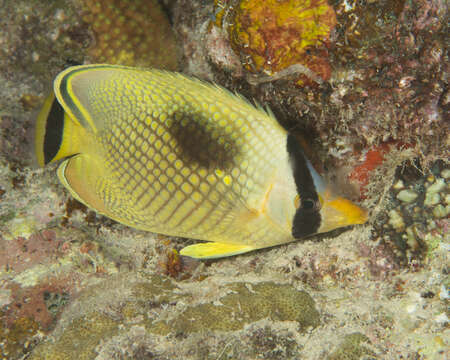 Image of Latticed Butterflyfish