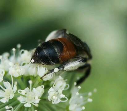 Plancia ëd Andrena rosae Panzer 1801