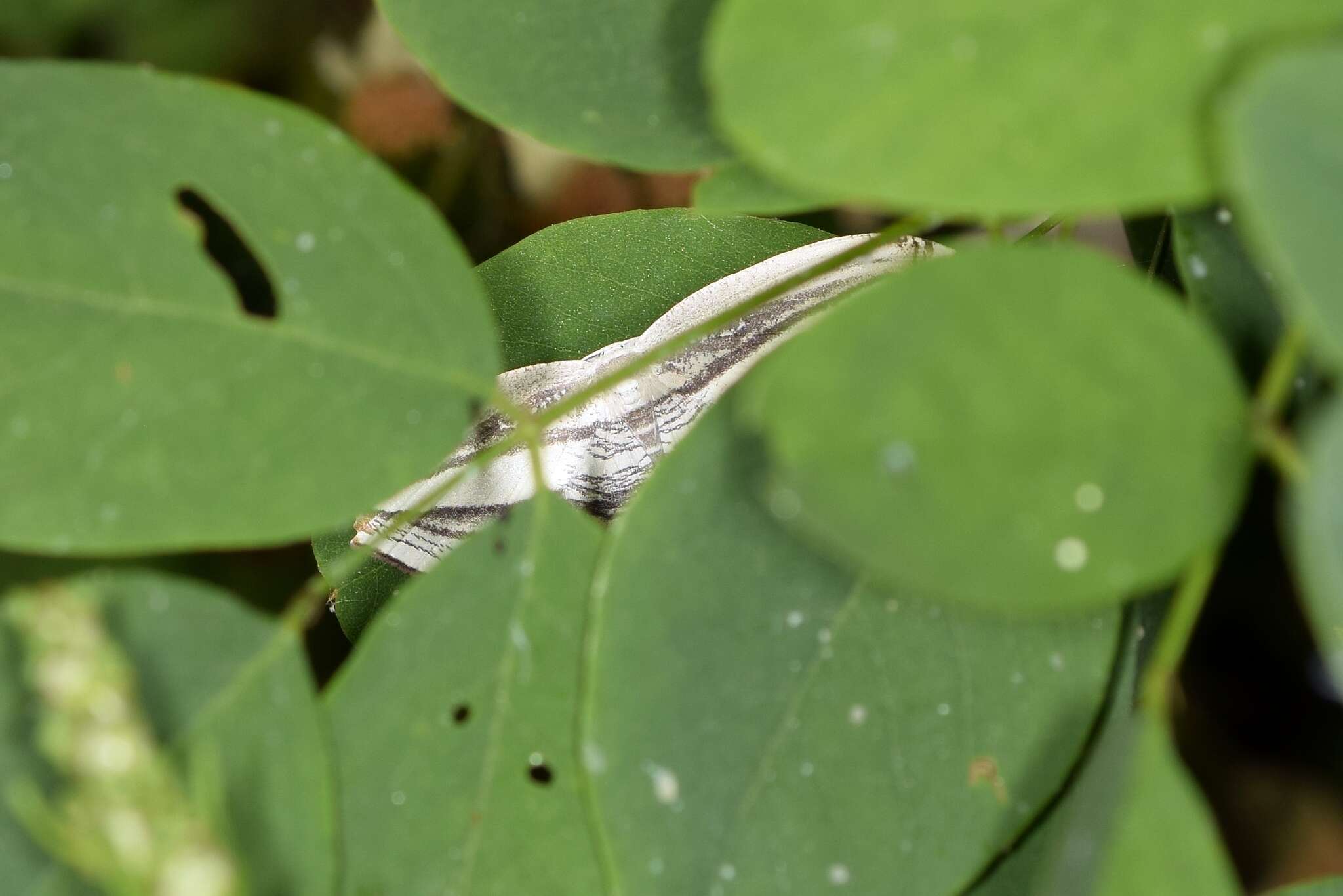 Image of Acropteris iphiata Guenée