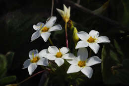 Image de Leptosiphon rosaceus (Hook. fil.) Battaglia