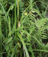 Imagem de Hypericum erectum C. P. Thunberg ex A. Murray