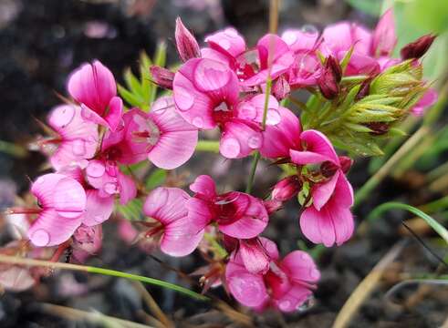 Imagem de Indigofera rubroglandulosa Germish.